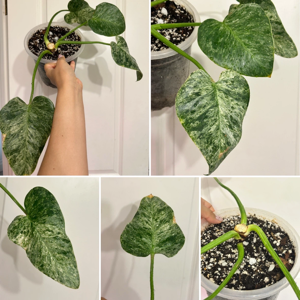 Philodendron Gigantium Blizzard Plant