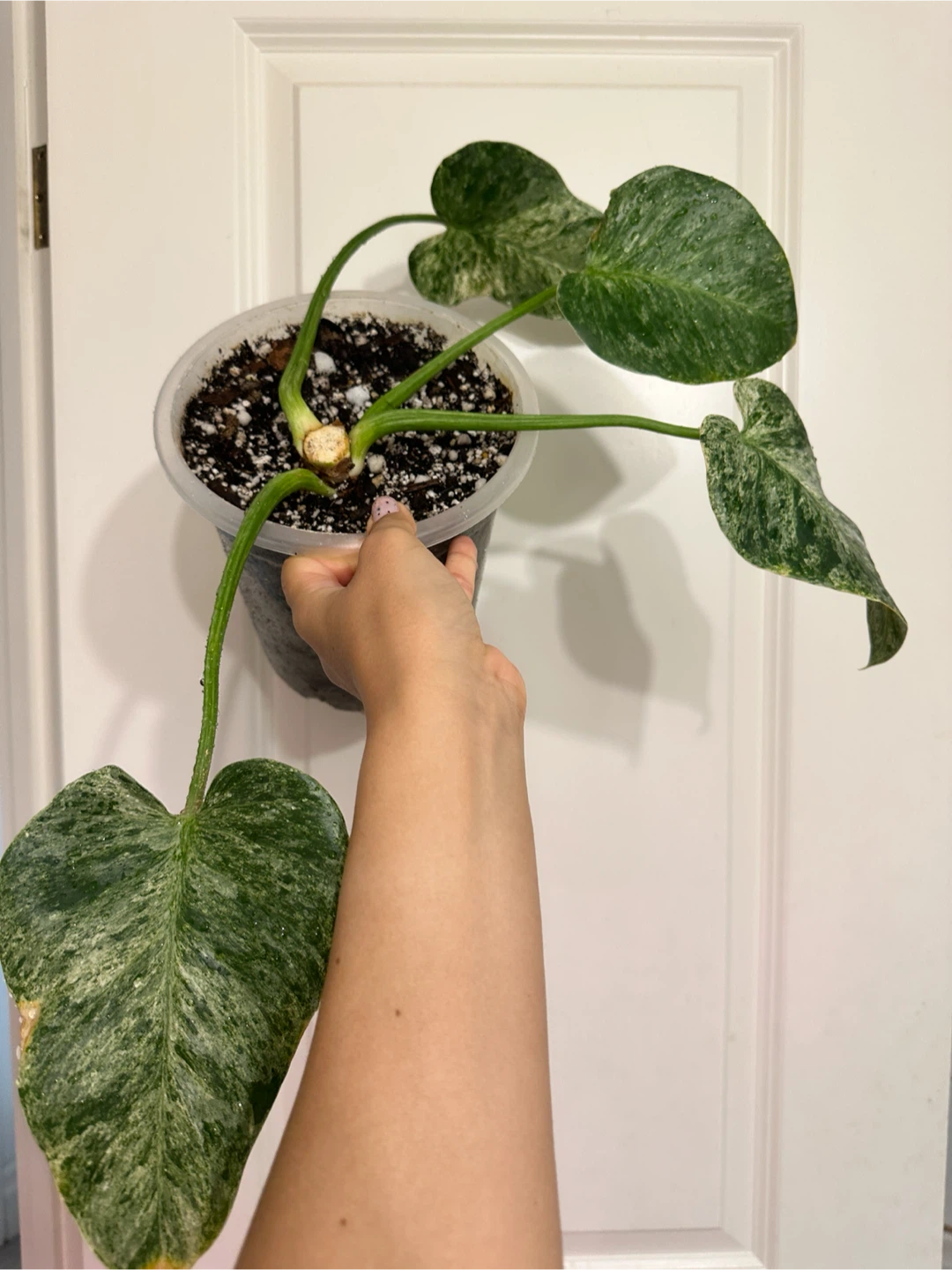 Philodendron Gigantium Blizzard Plant - photo 2