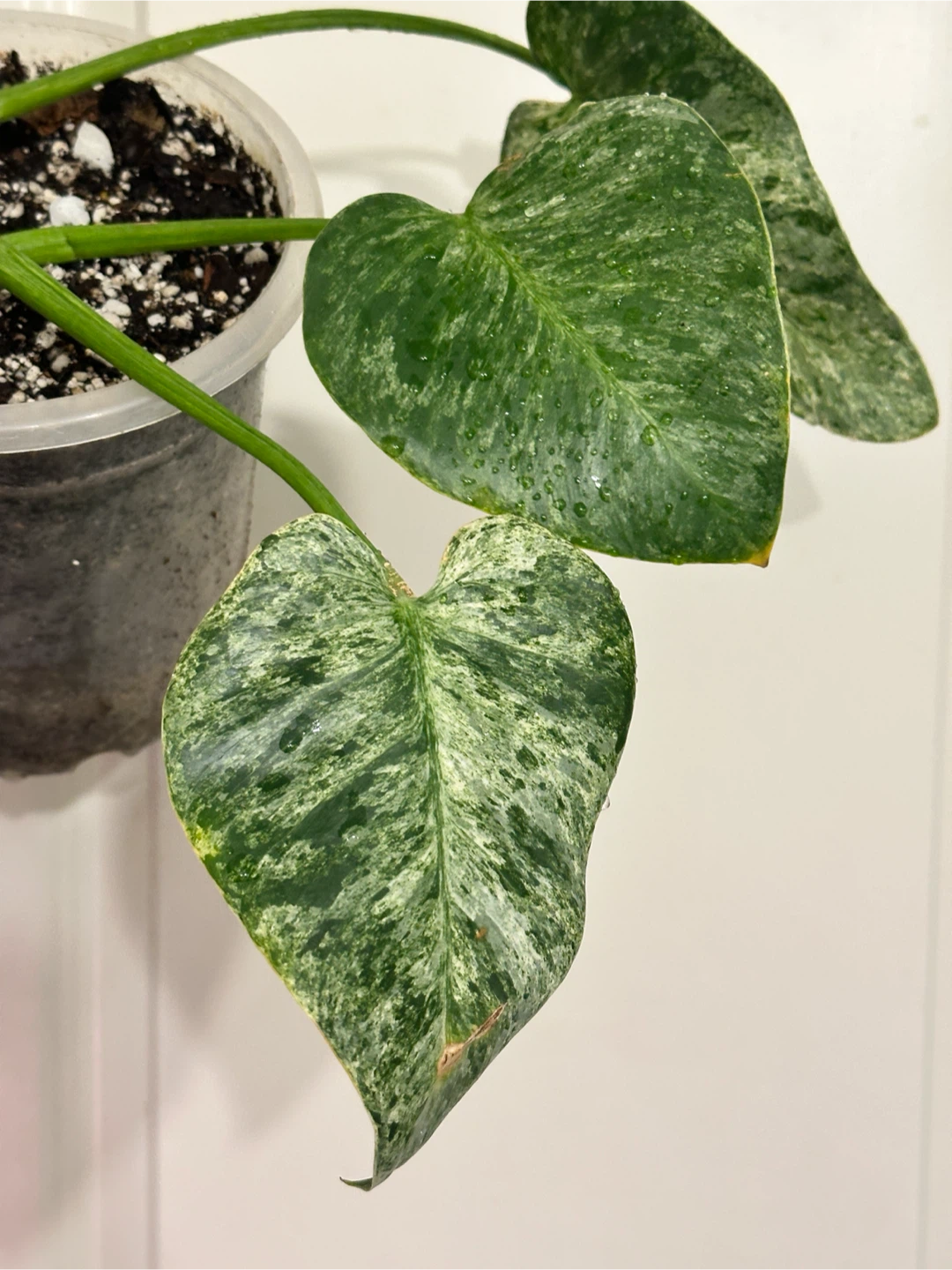 Philodendron Gigantium Blizzard Plant - photo 3