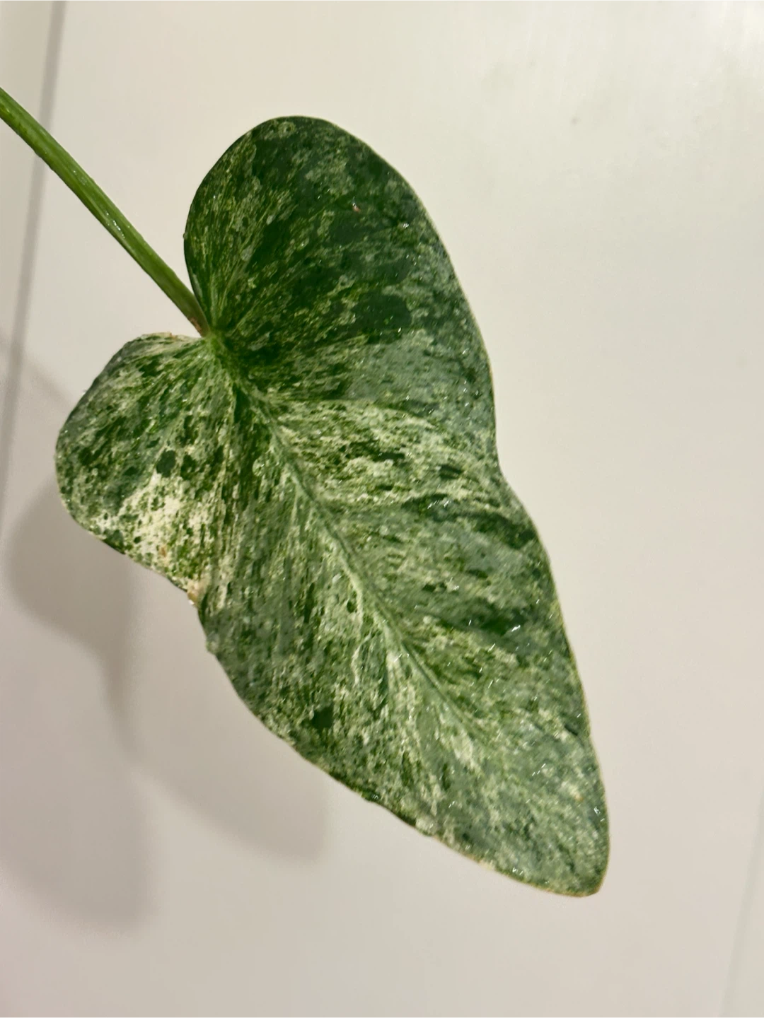 Philodendron Gigantium Blizzard Plant - photo 4
