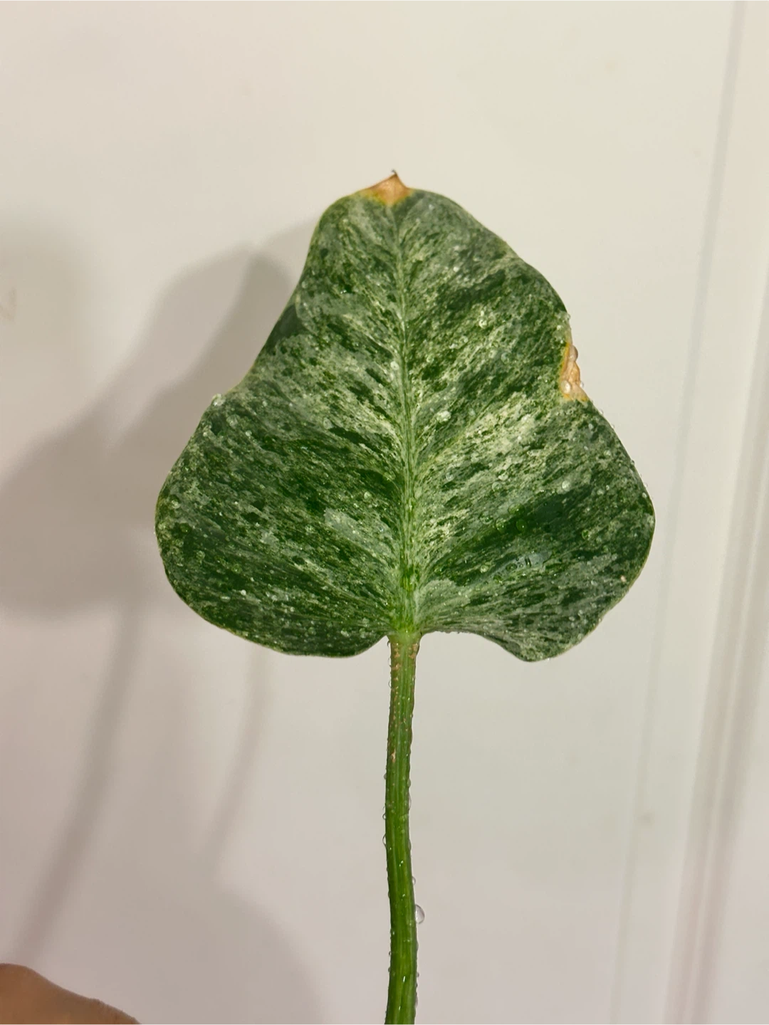 Philodendron Gigantium Blizzard Plant - photo 5