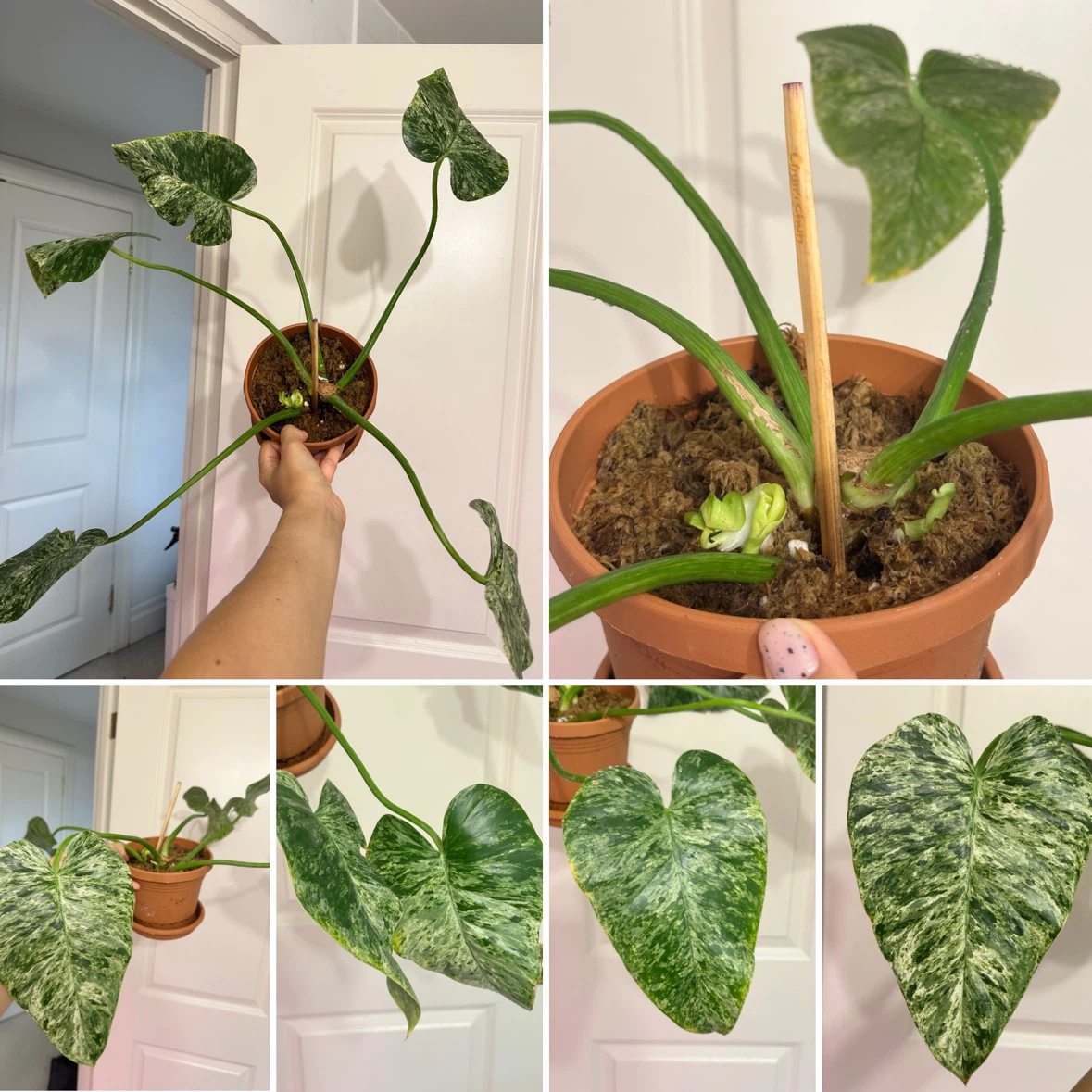 Philodendron Gigantium Blizzard Plant