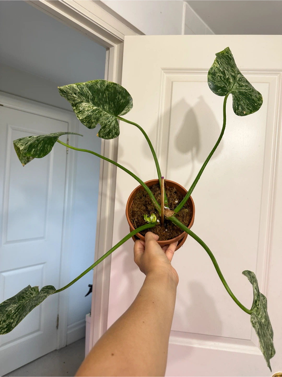 Philodendron Gigantium Blizzard Plant - photo 2