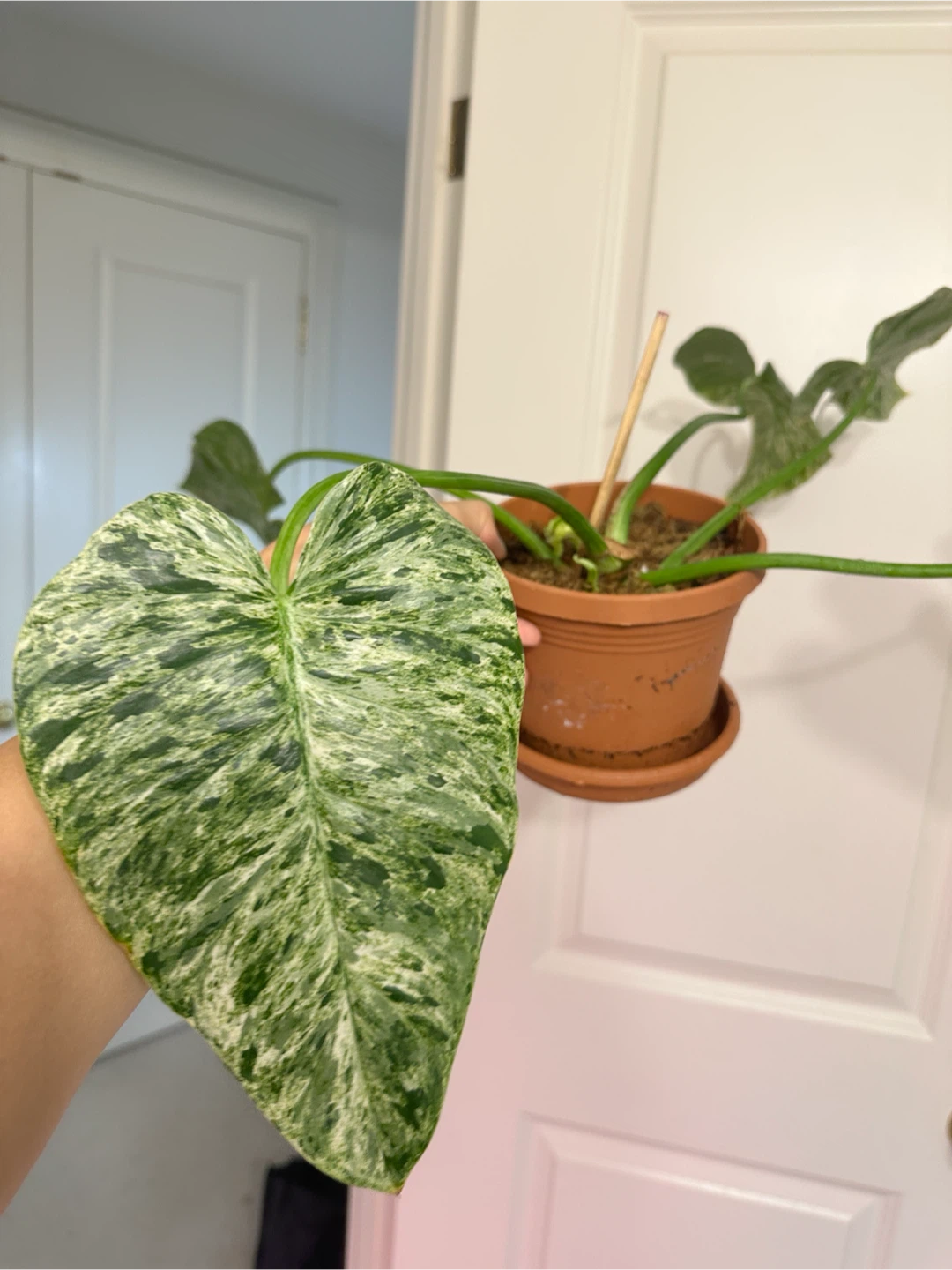 Philodendron Gigantium Blizzard Plant - photo 3