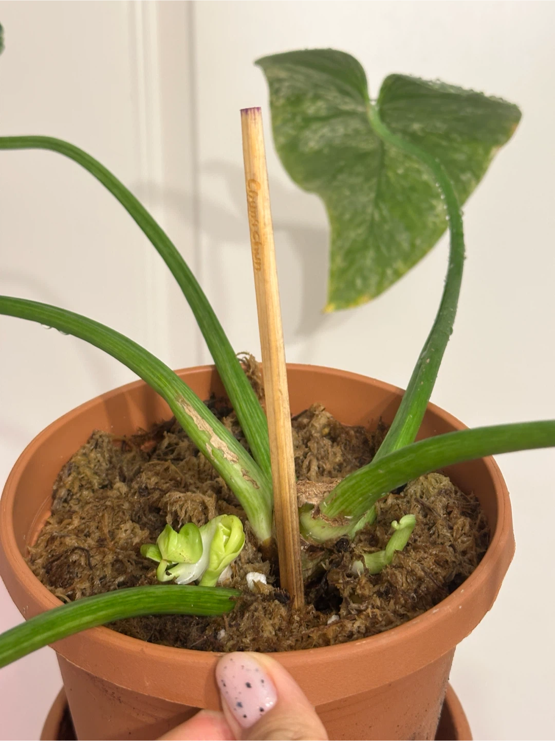 Philodendron Gigantium Blizzard Plant - photo 4