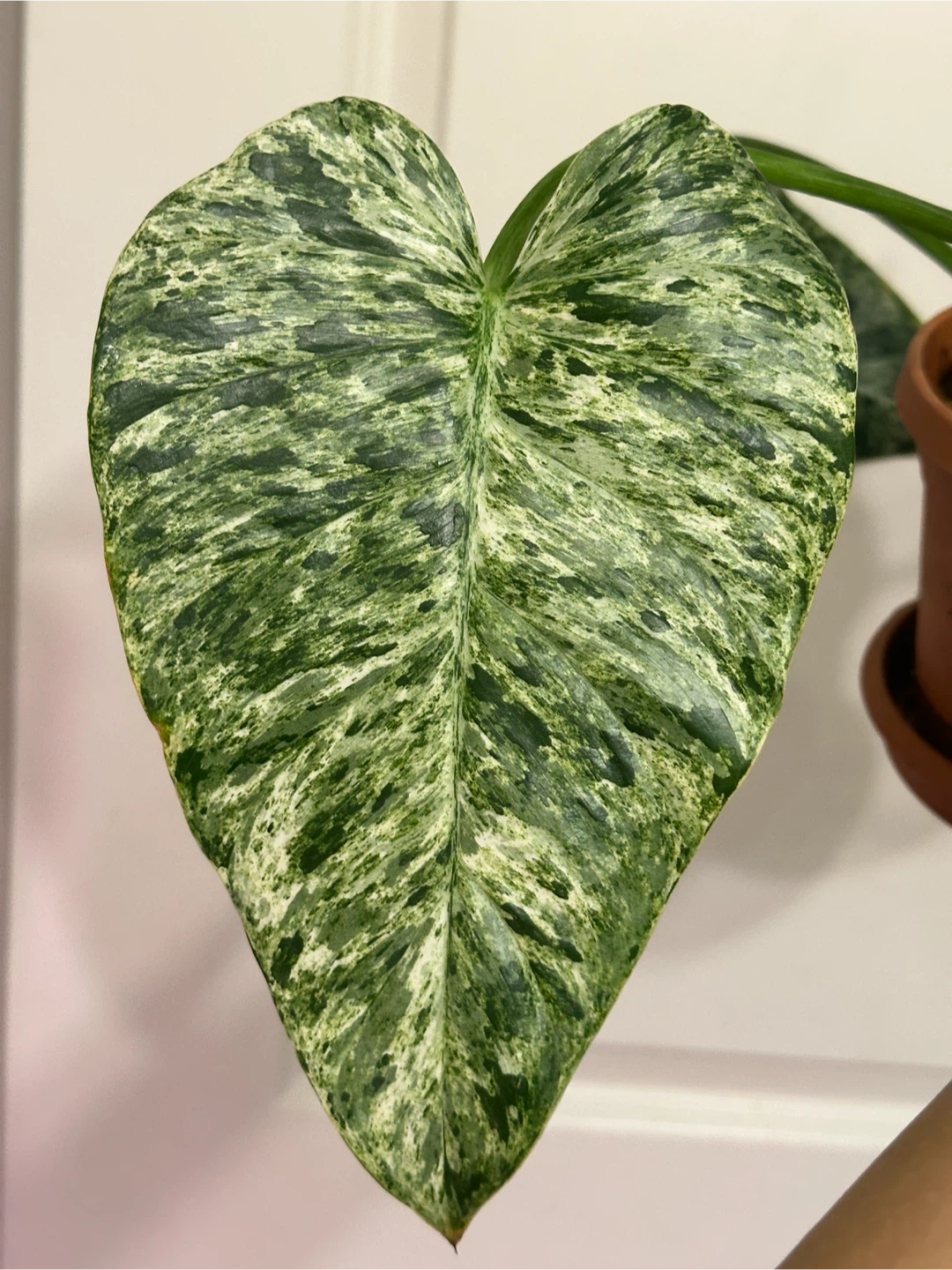 Philodendron Gigantium Blizzard Plant - photo 5
