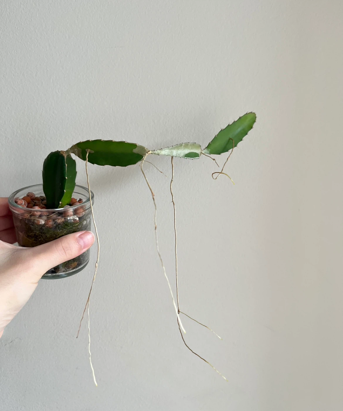 Cute Cactus in a glass pot