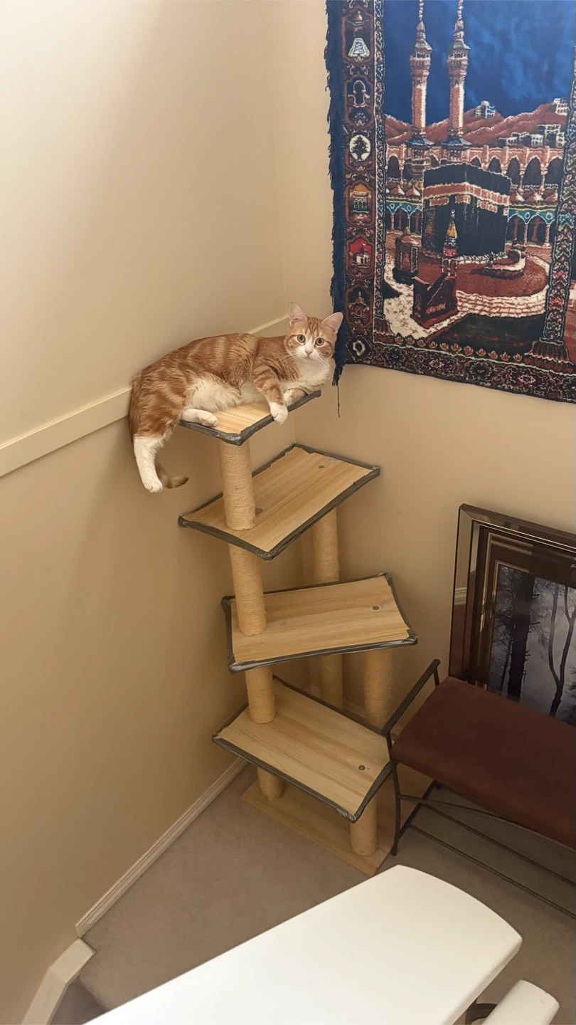 Modern Multi-Level Cat Tree - photo 2