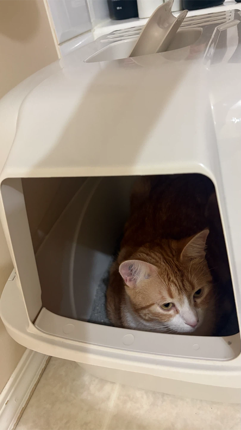 Enclosed Cat Litter Box - photo 3