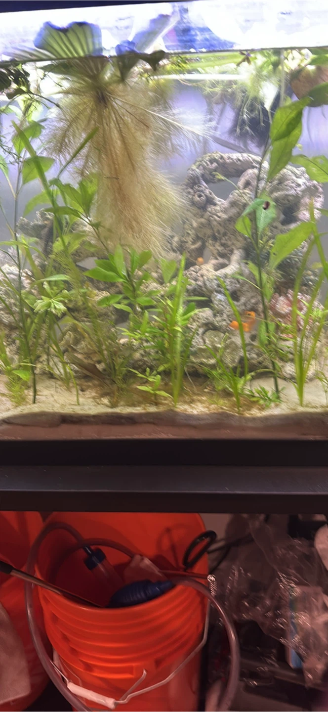 55 gallon fish tank