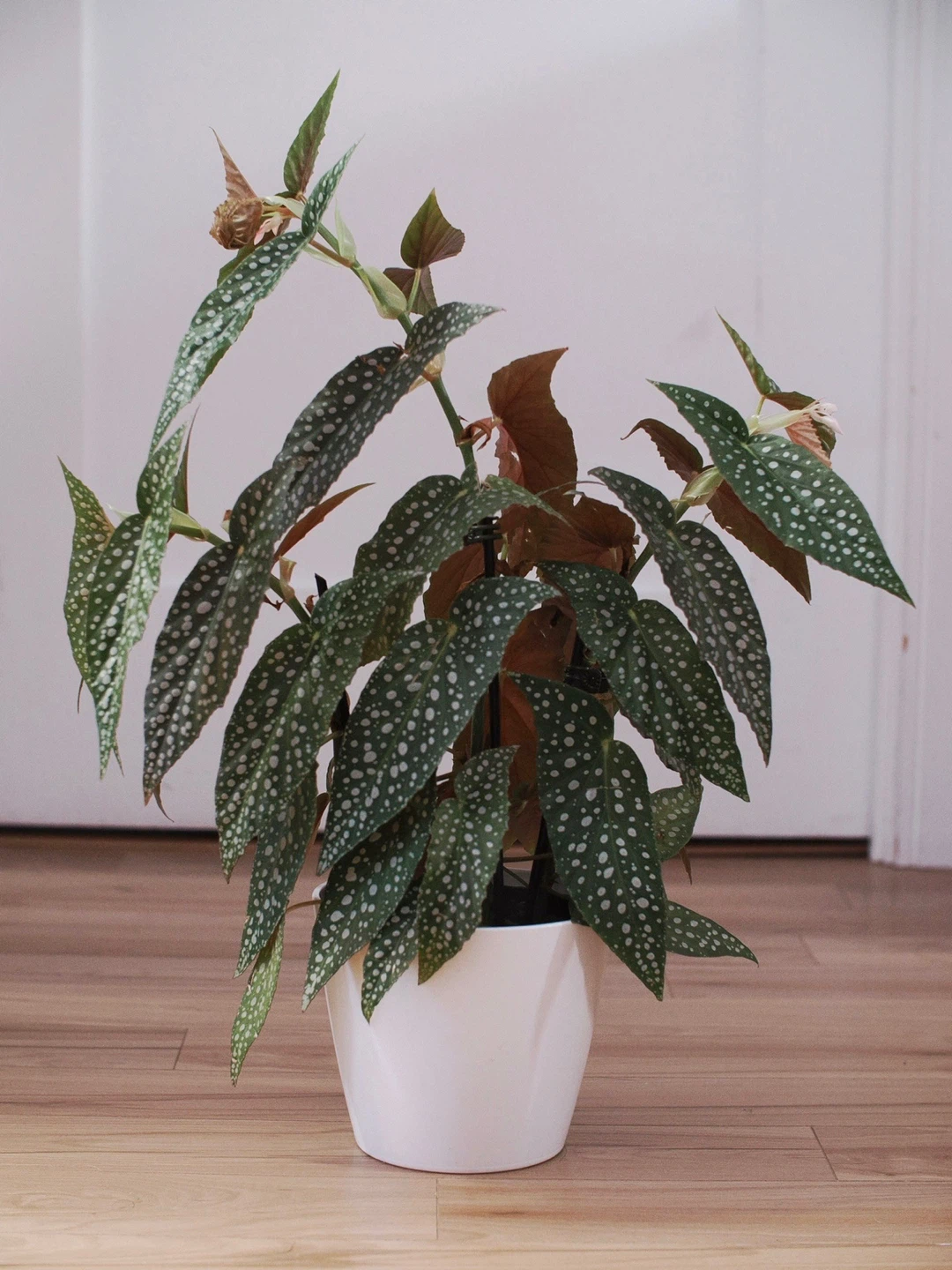 Begonia Maculata Polka Dot Plant
