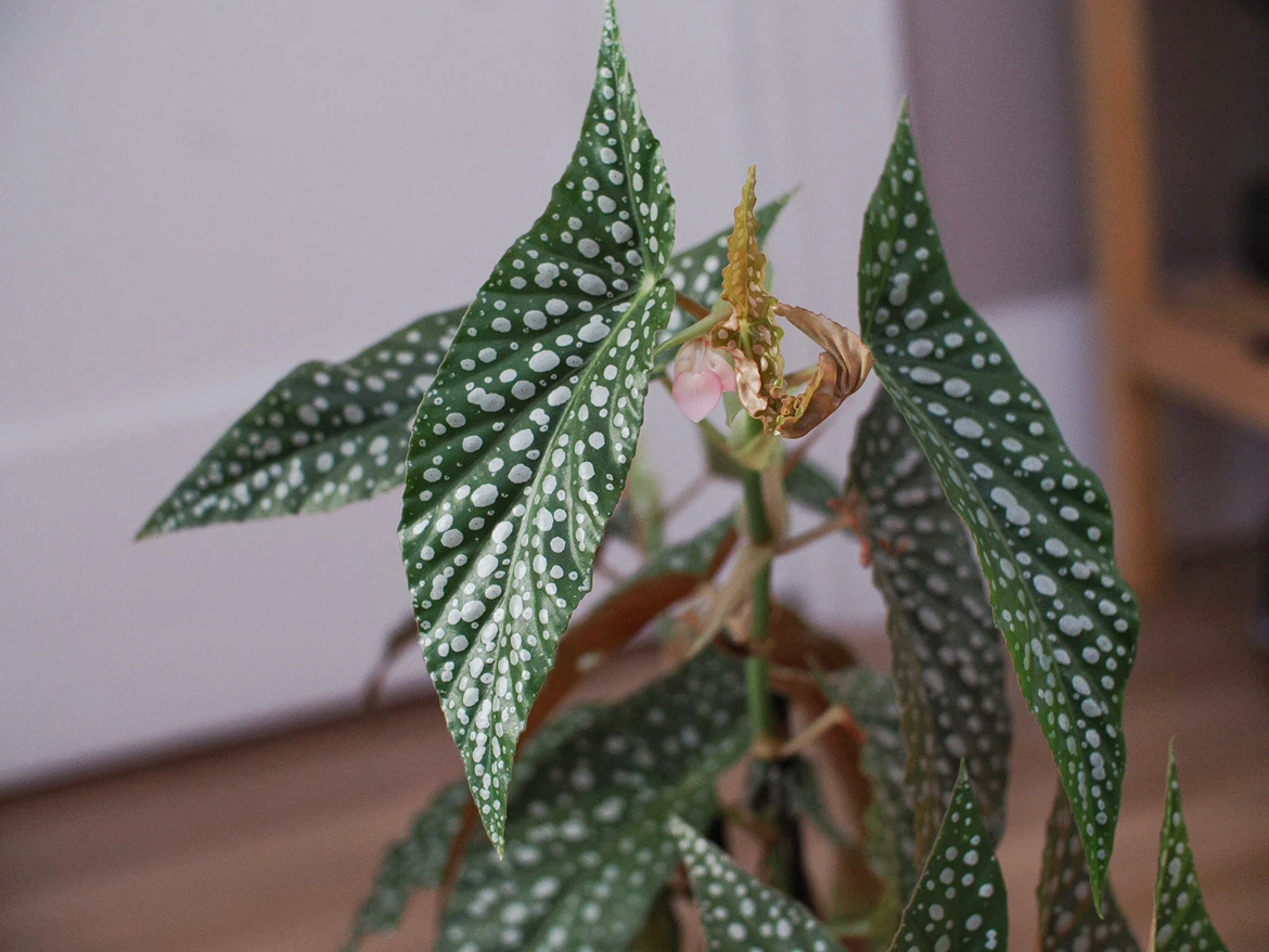 Begonia Maculata Polka Dot Plant - photo 2