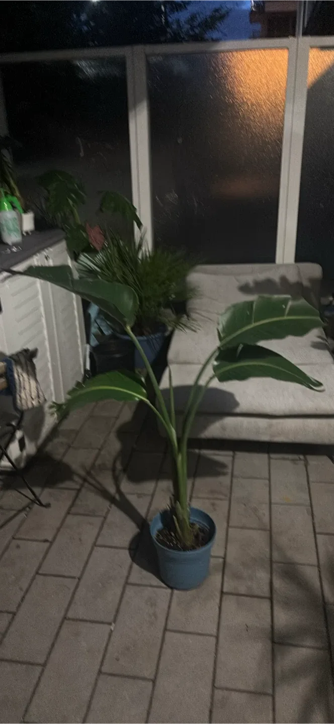 Bird of Paradise Plant
