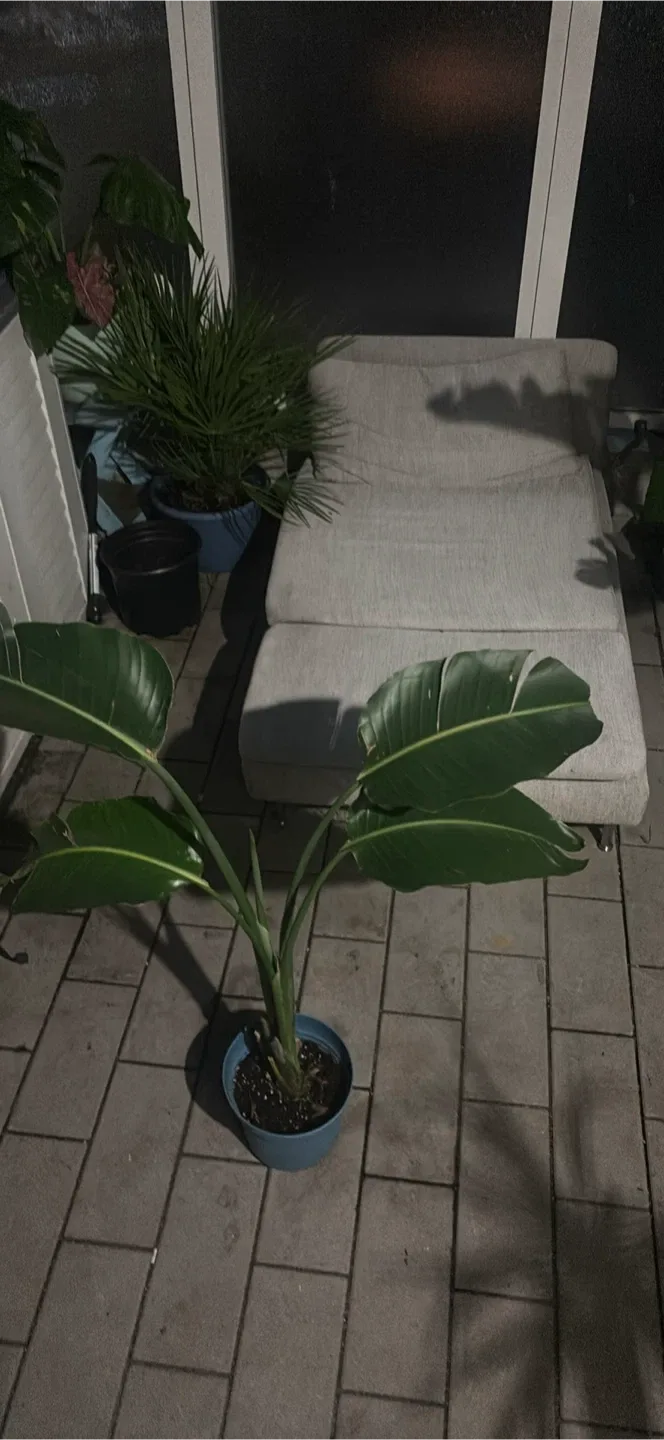 Bird of Paradise Plant - photo 2
