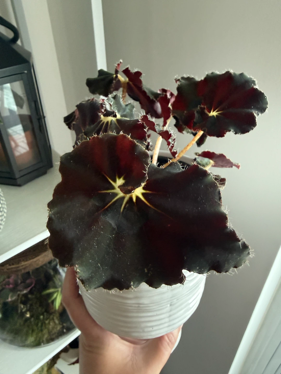 Black Mamba Begonia Plant Cutting