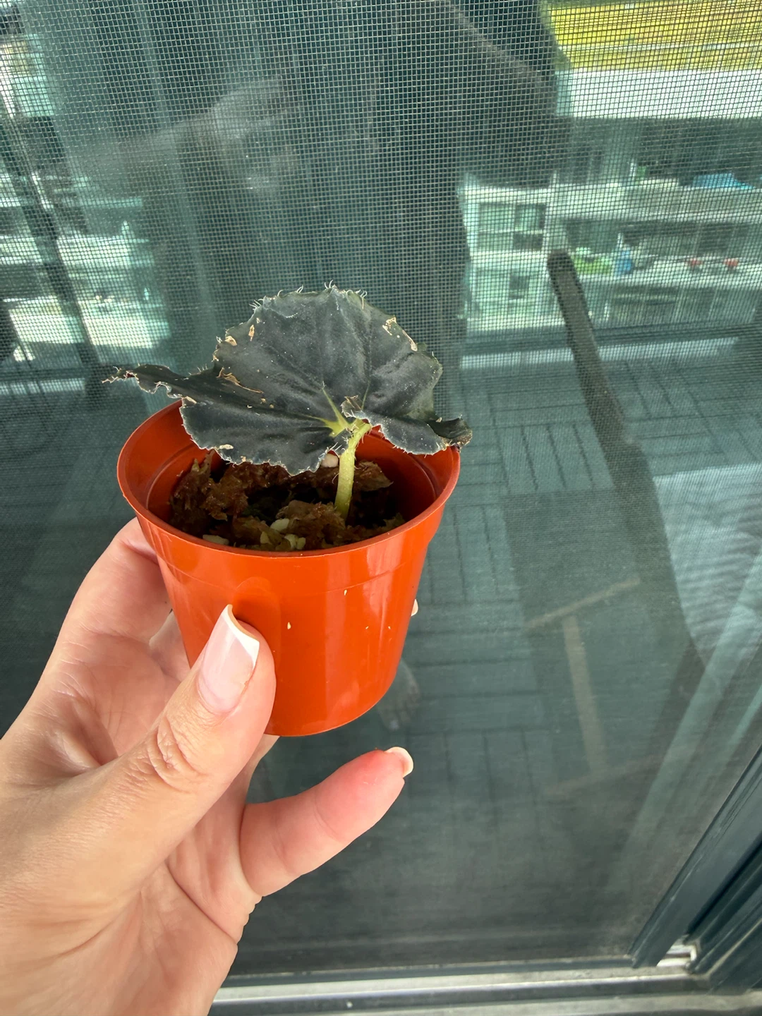 Black Mamba Begonia Plant Cutting - photo 2
