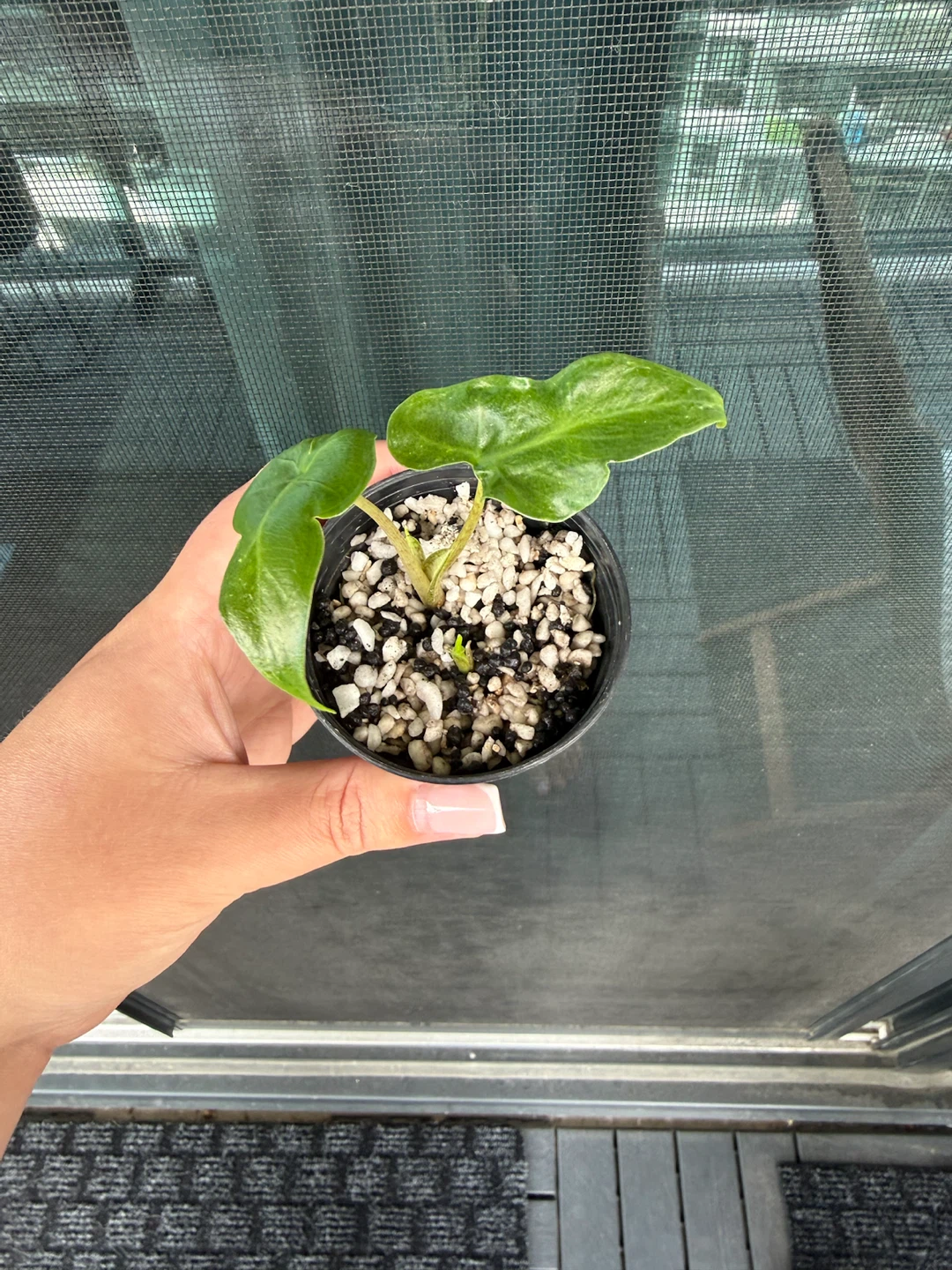 Alocasia Portora Plants