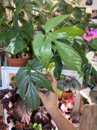 The Amydrium medium 'Silver'— monstera