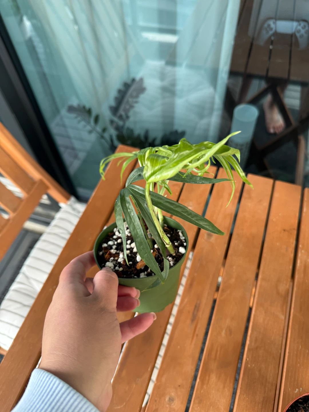 The Amydrium medium 'Silver'— monstera - photo 2