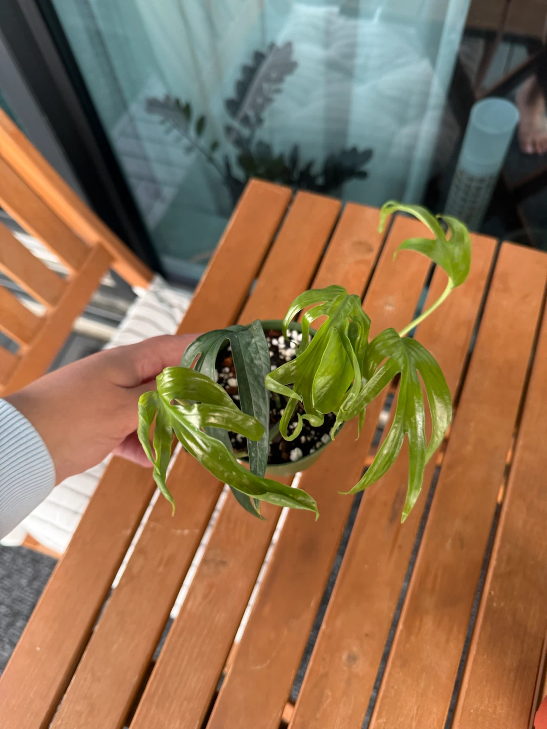 The Amydrium medium 'Silver'— monstera - photo 3