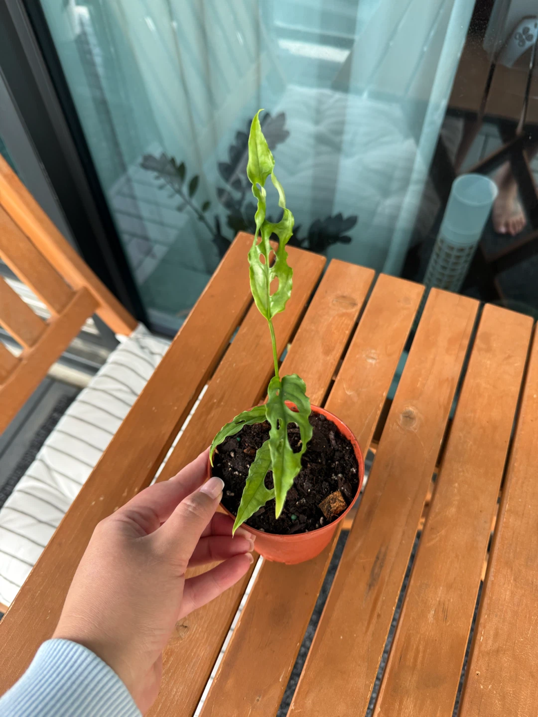 Rare Monstera Obliqua Peru Plant