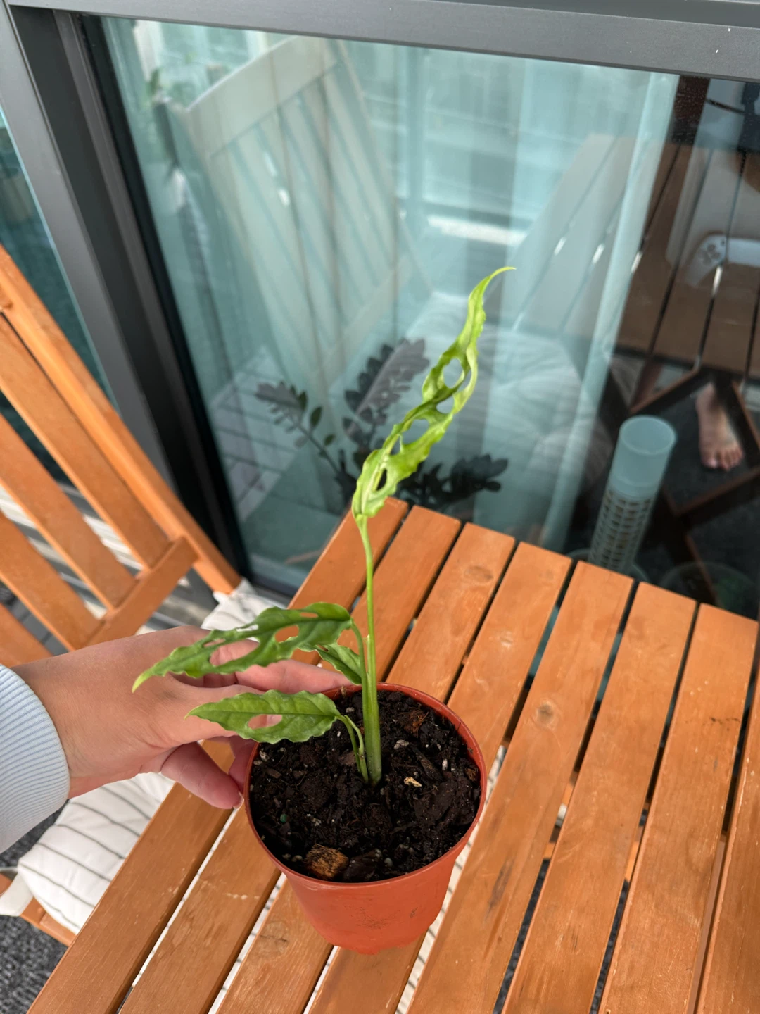 Rare Monstera Obliqua Peru Plant - photo 2
