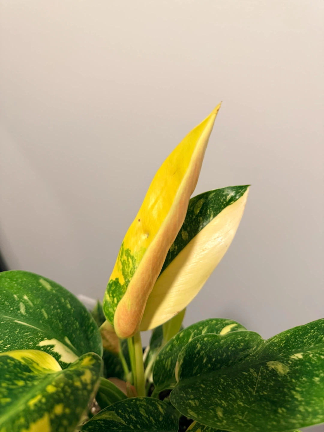 Rare Philodendron 'Green Congo Nuclear Variegated'