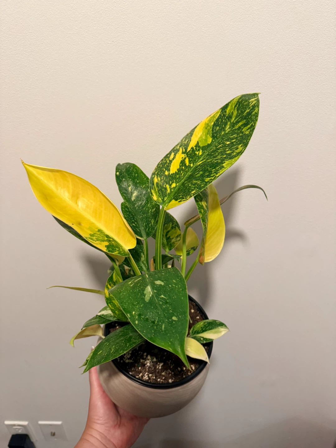 Rare Philodendron 'Green Congo Nuclear Variegated' - photo 2