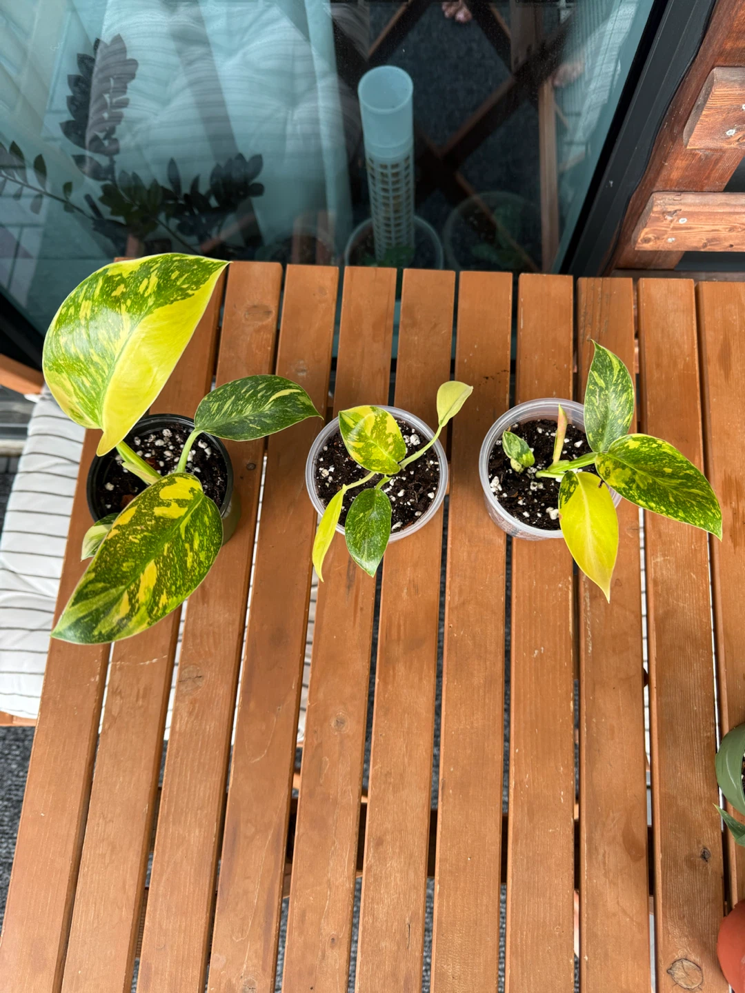Rare Philodendron 'Green Congo Nuclear Variegated' - photo 3