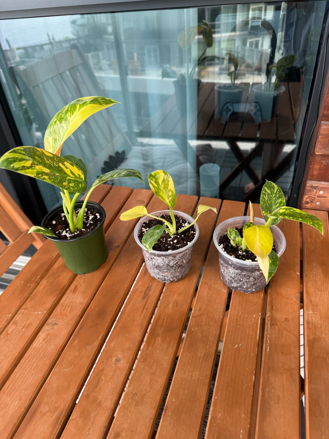 Rare Philodendron 'Green Congo Nuclear Variegated' - photo 4