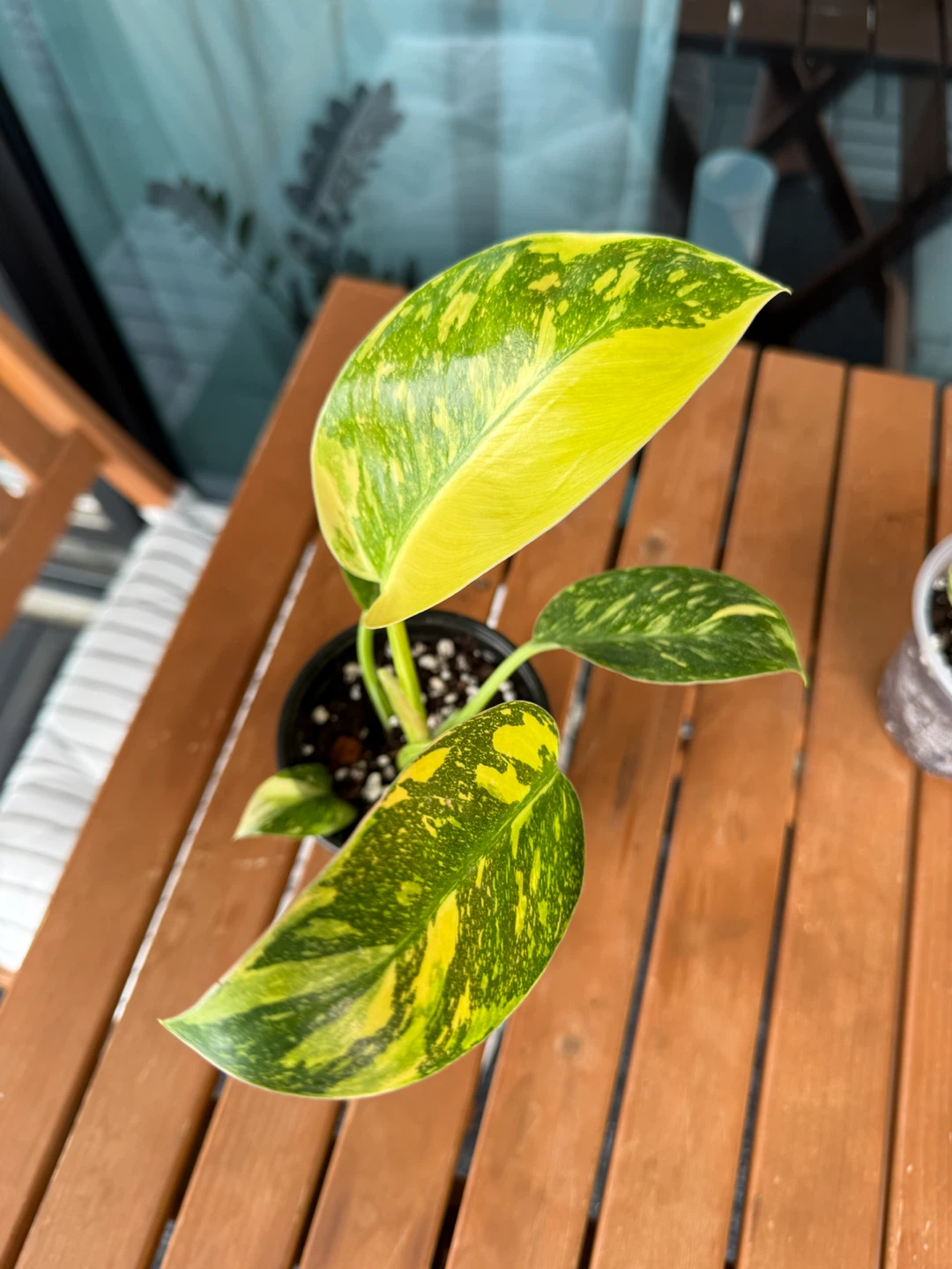 Rare Philodendron 'Green Congo Nuclear Variegated' - photo 5