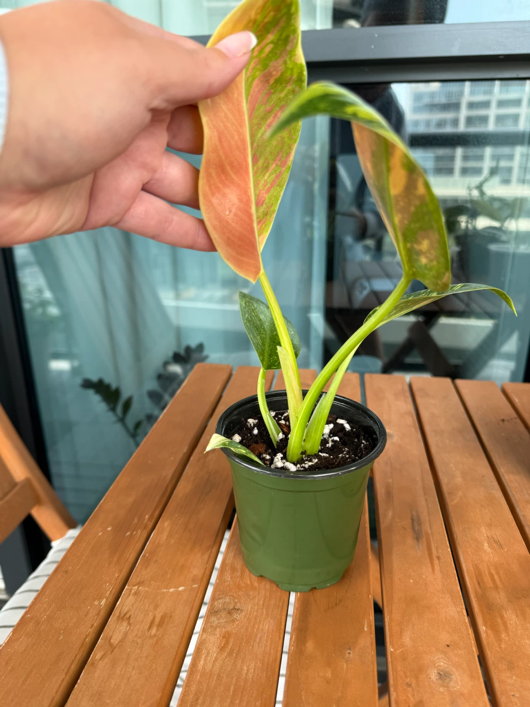 Rare Philodendron 'Green Congo Nuclear Variegated' - photo 4