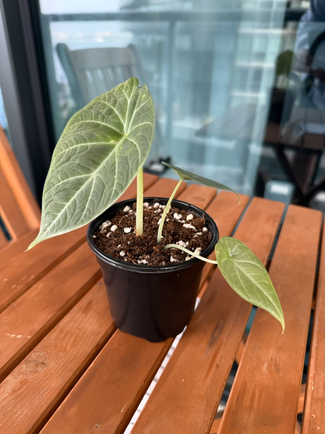 Alocasia maharani tricolour variegated reverted