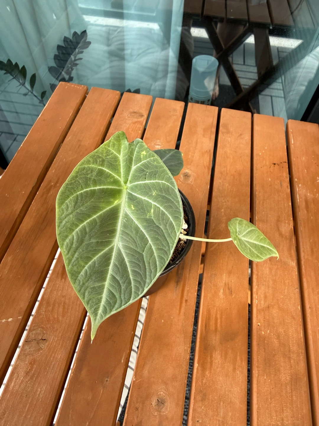 Alocasia maharani tricolour variegated reverted - photo 2