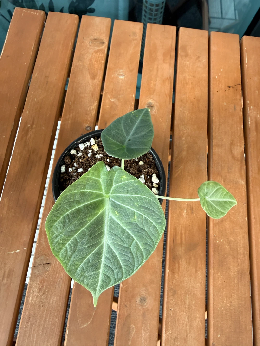 Alocasia maharani tricolour variegated reverted - photo 3