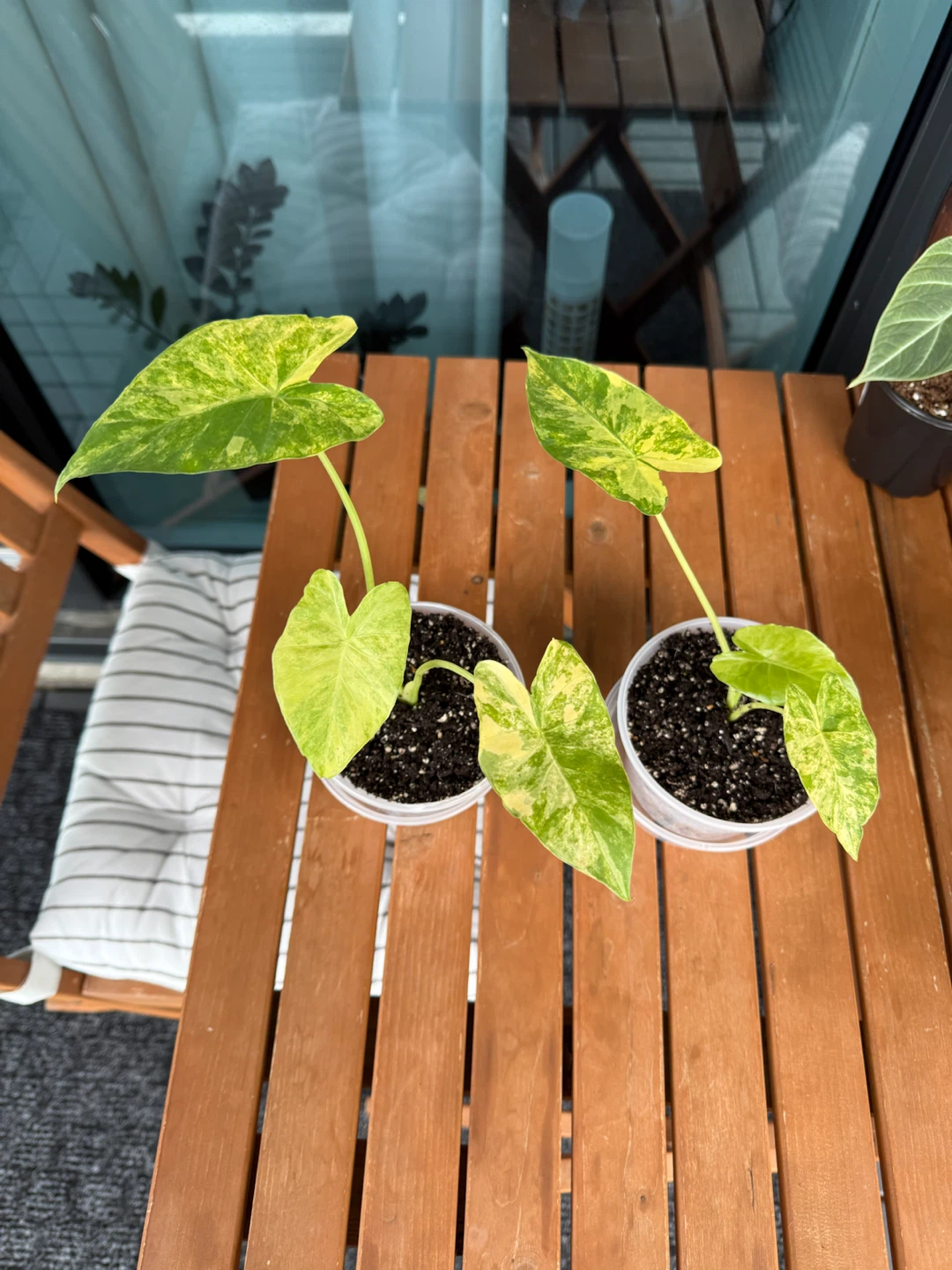 Alocasia Gageana Aurea Variegated Plants
