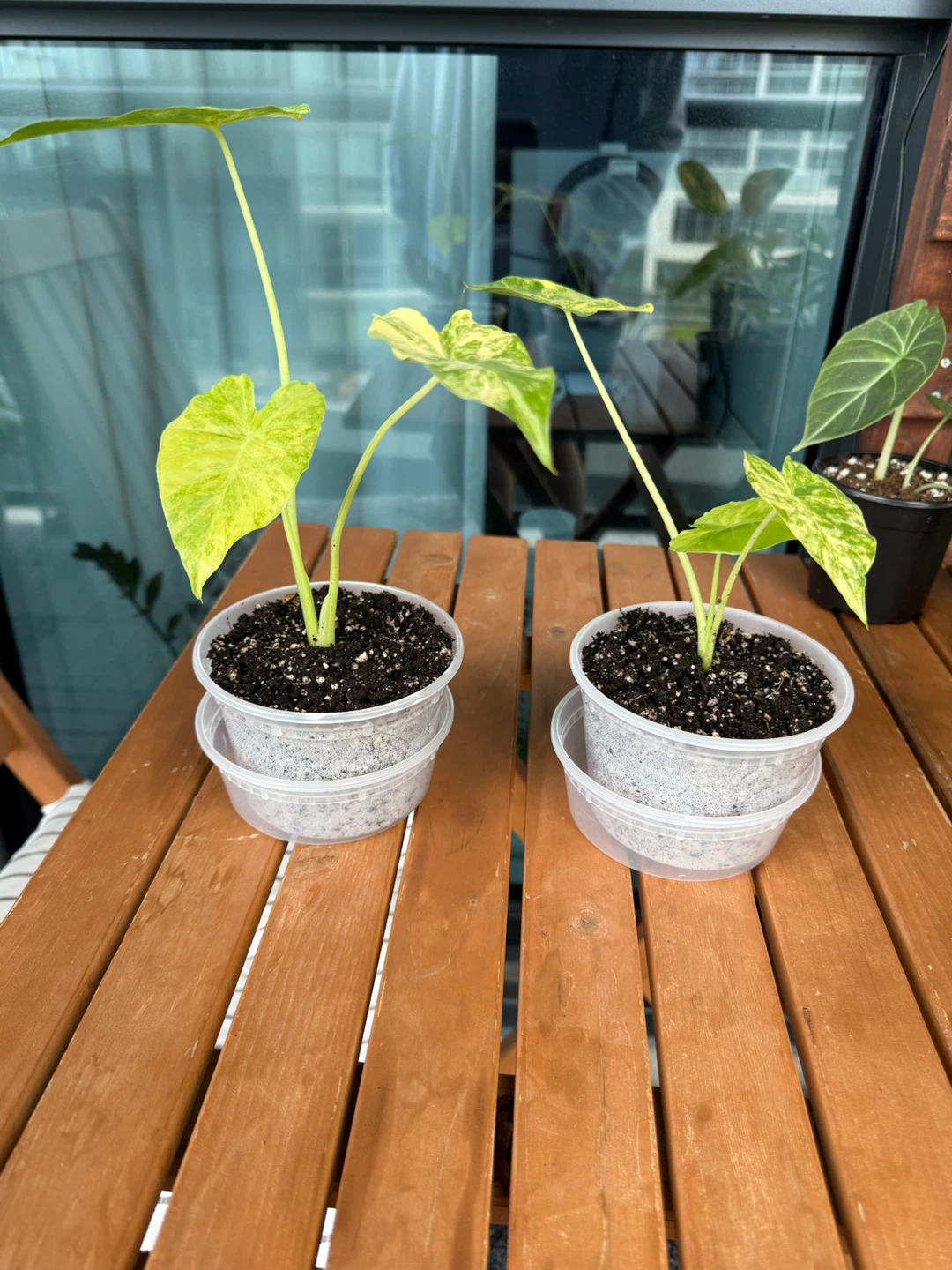 Alocasia Gageana Aurea Variegated Plants - photo 2