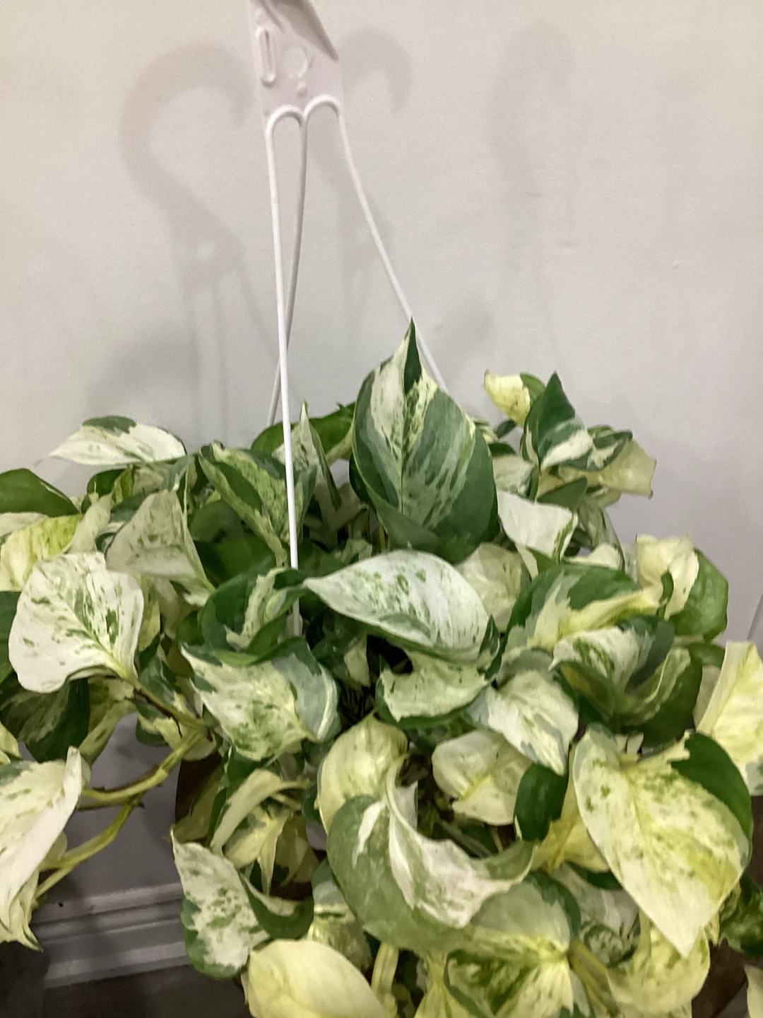 Manjula Pothos Hanging Plant