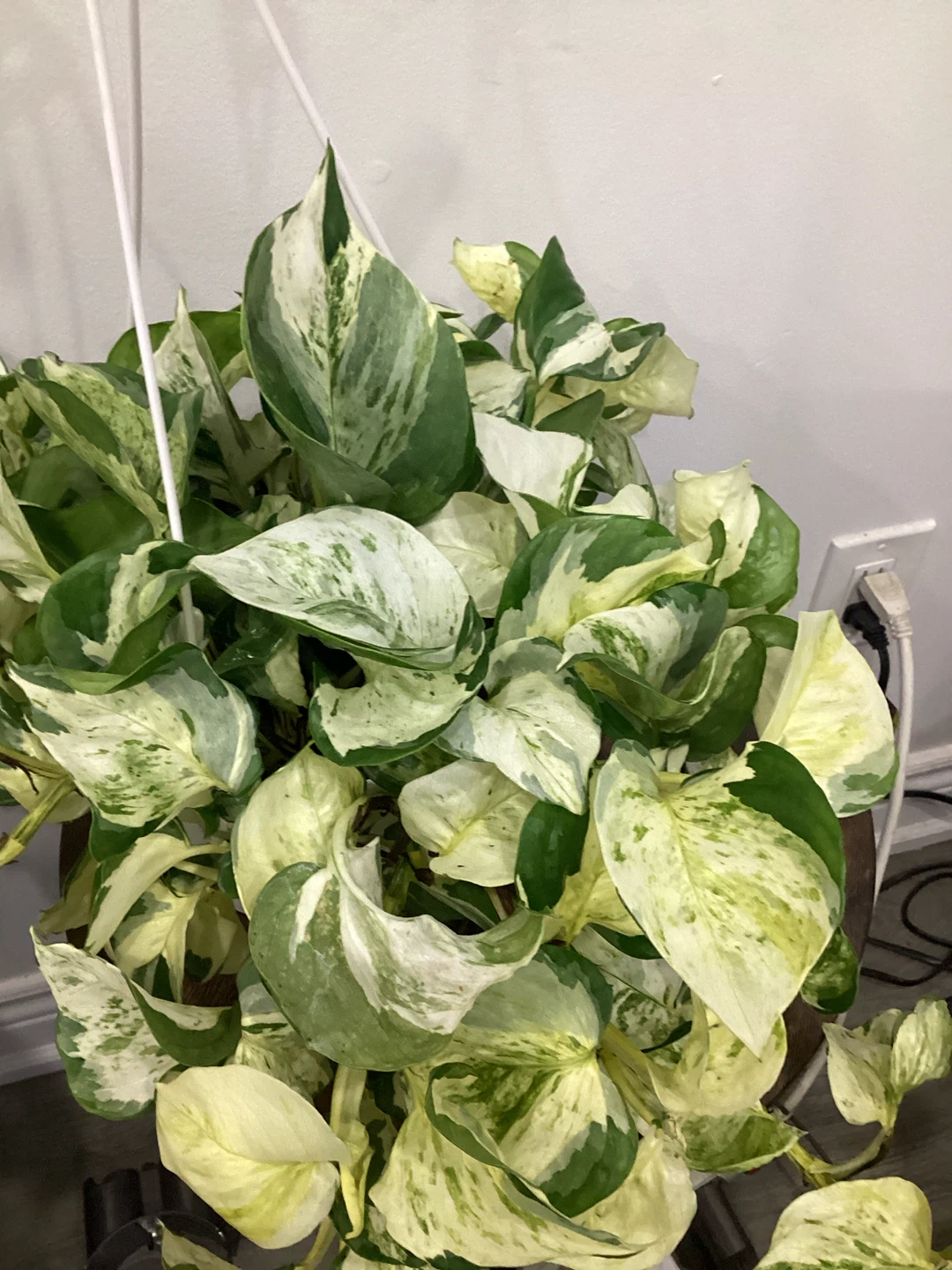 Manjula Pothos Hanging Plant - photo 2