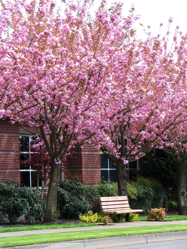 Cherry Blossom Tree (Kwanzan)
