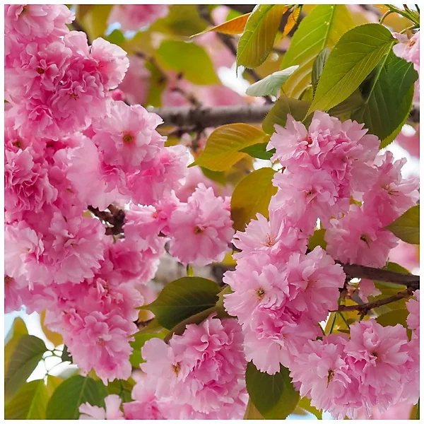 Cherry Blossom Tree (Kwanzan) - photo 2