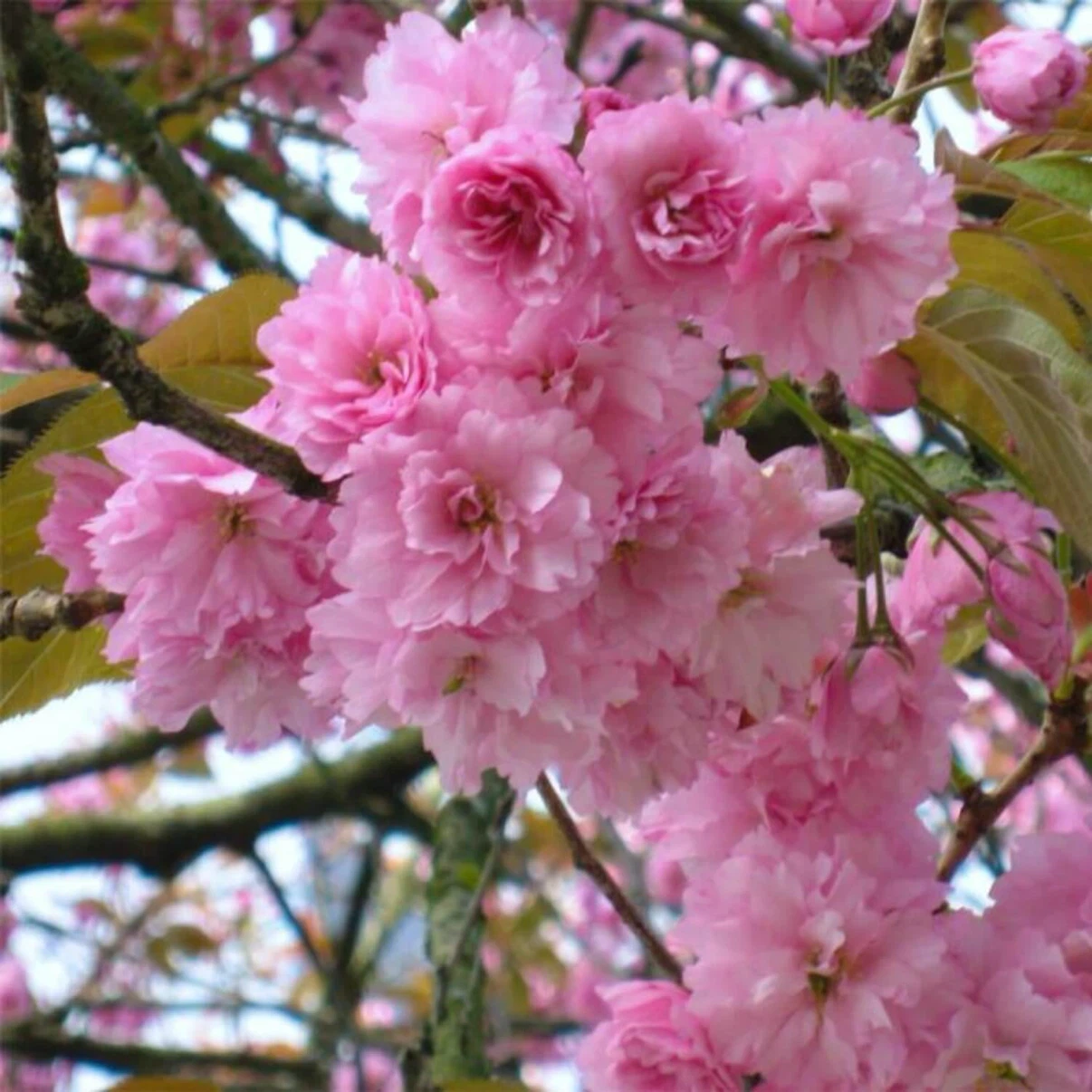 Cherry Blossom Tree (Kwanzan) - photo 4