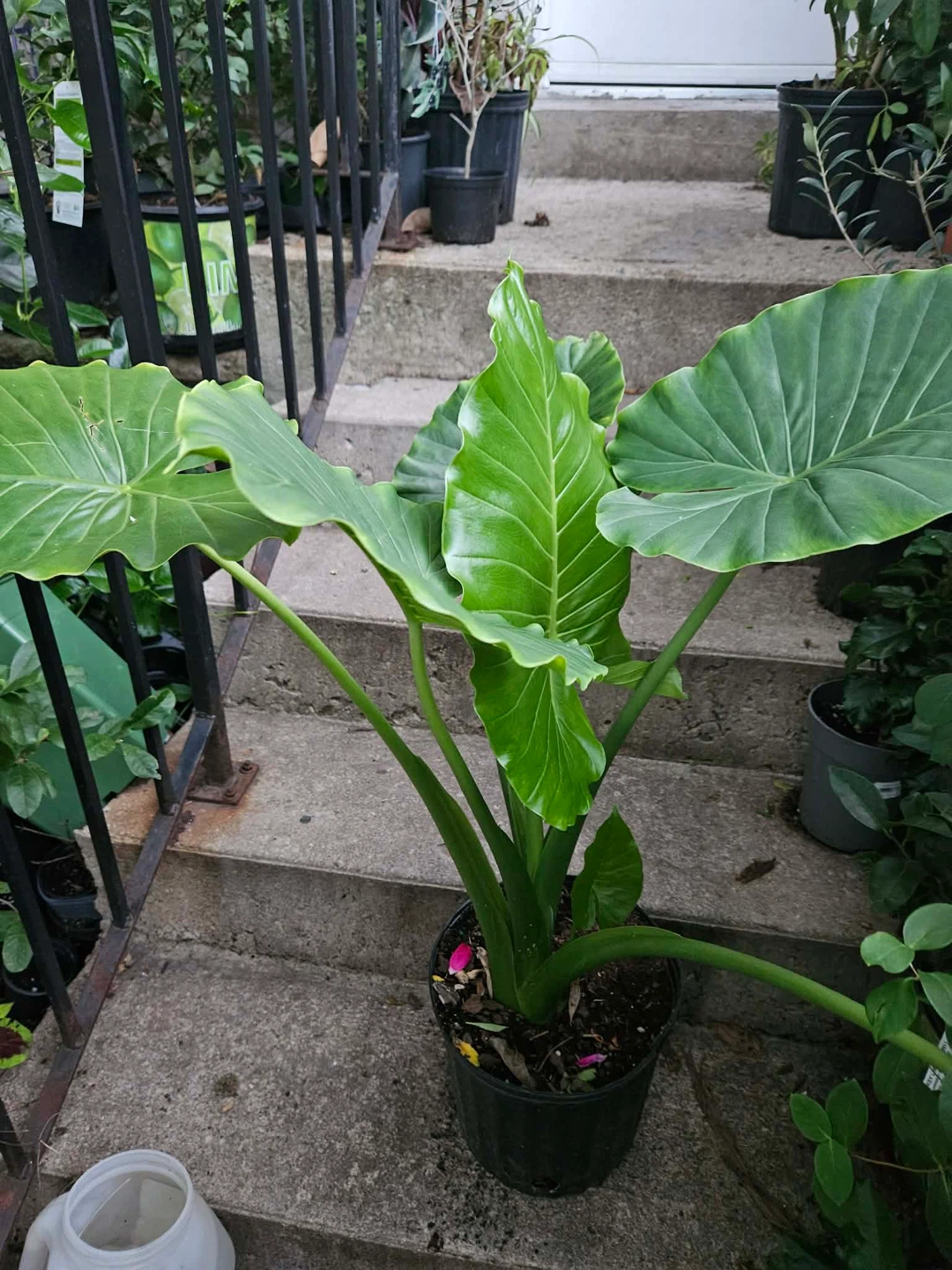 Alocasia Elephant Ear Plant