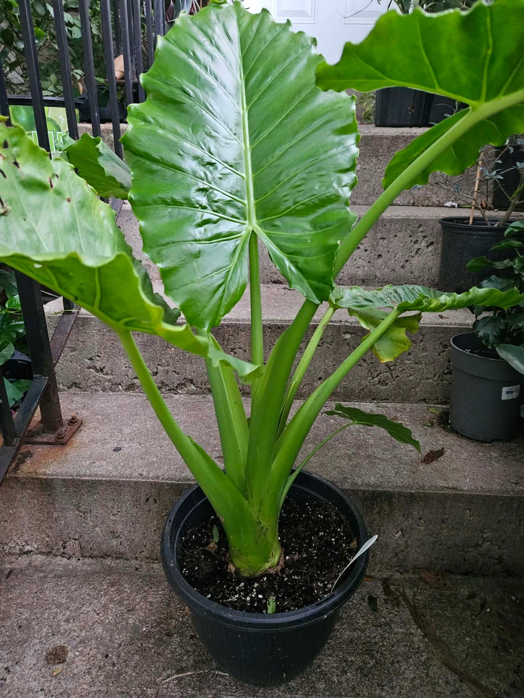 Alocasia Elephant Ear Plant - photo 2