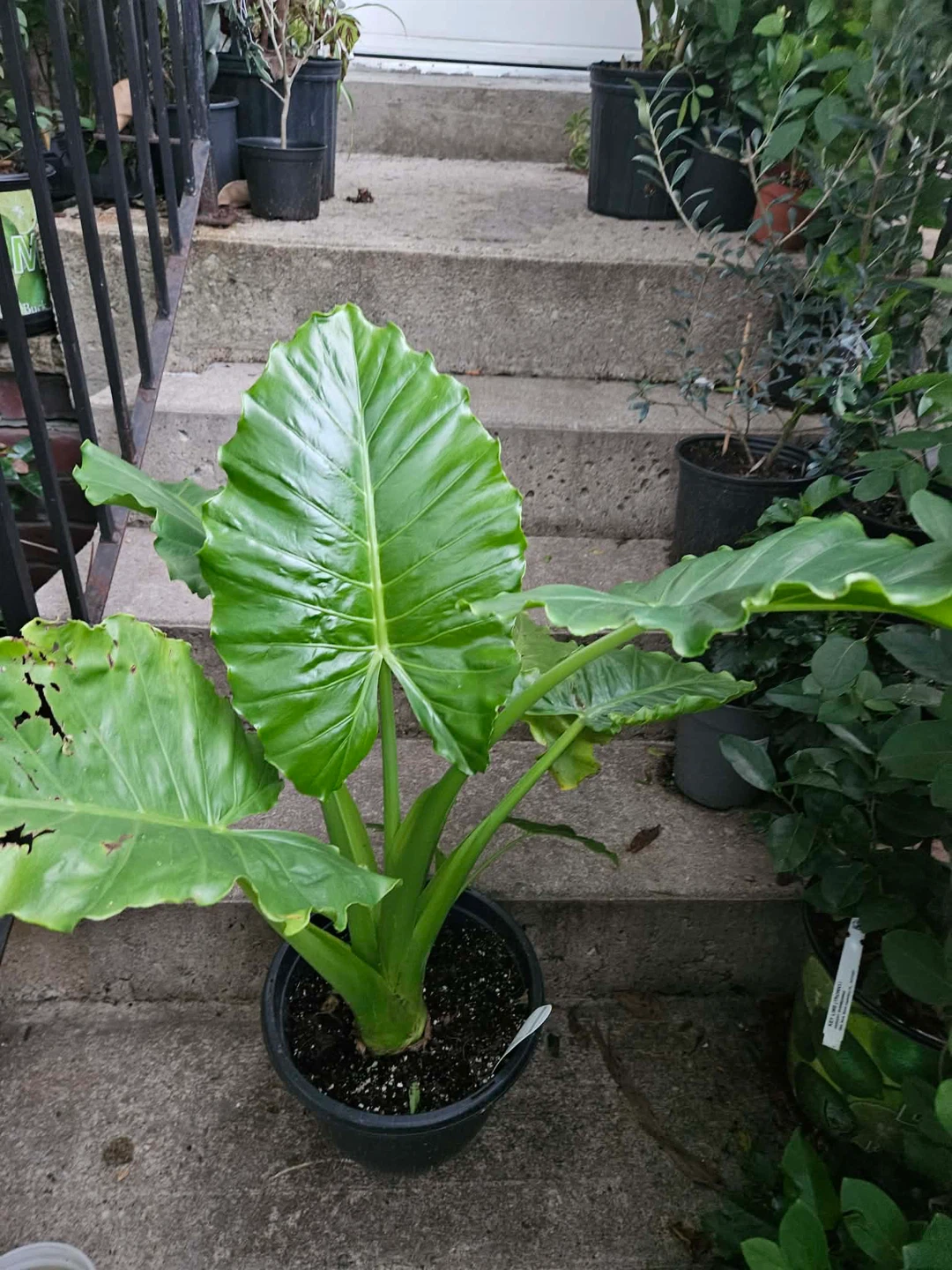 Alocasia Elephant Ear Plant - photo 3