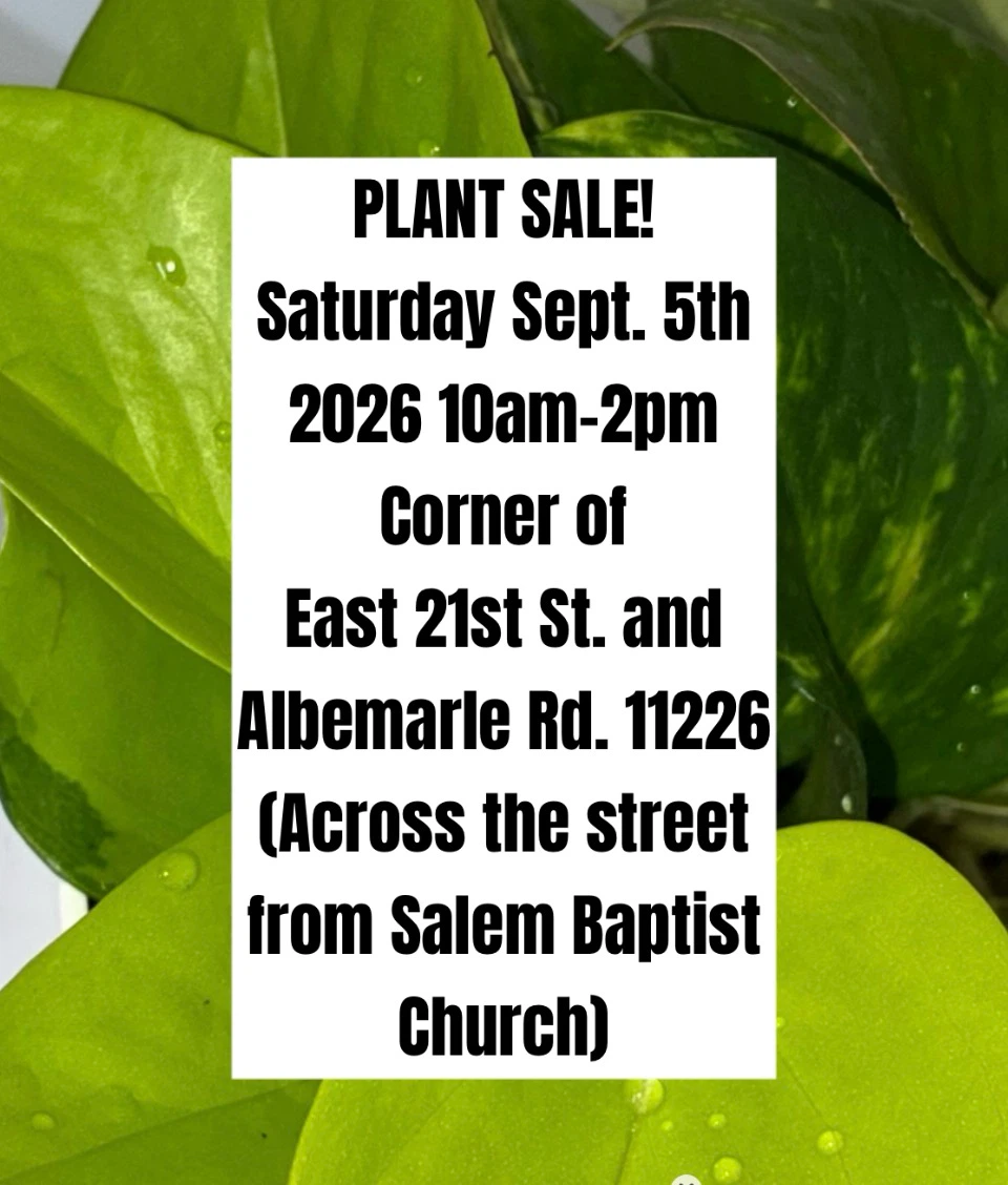 Assorted Indoor Plants