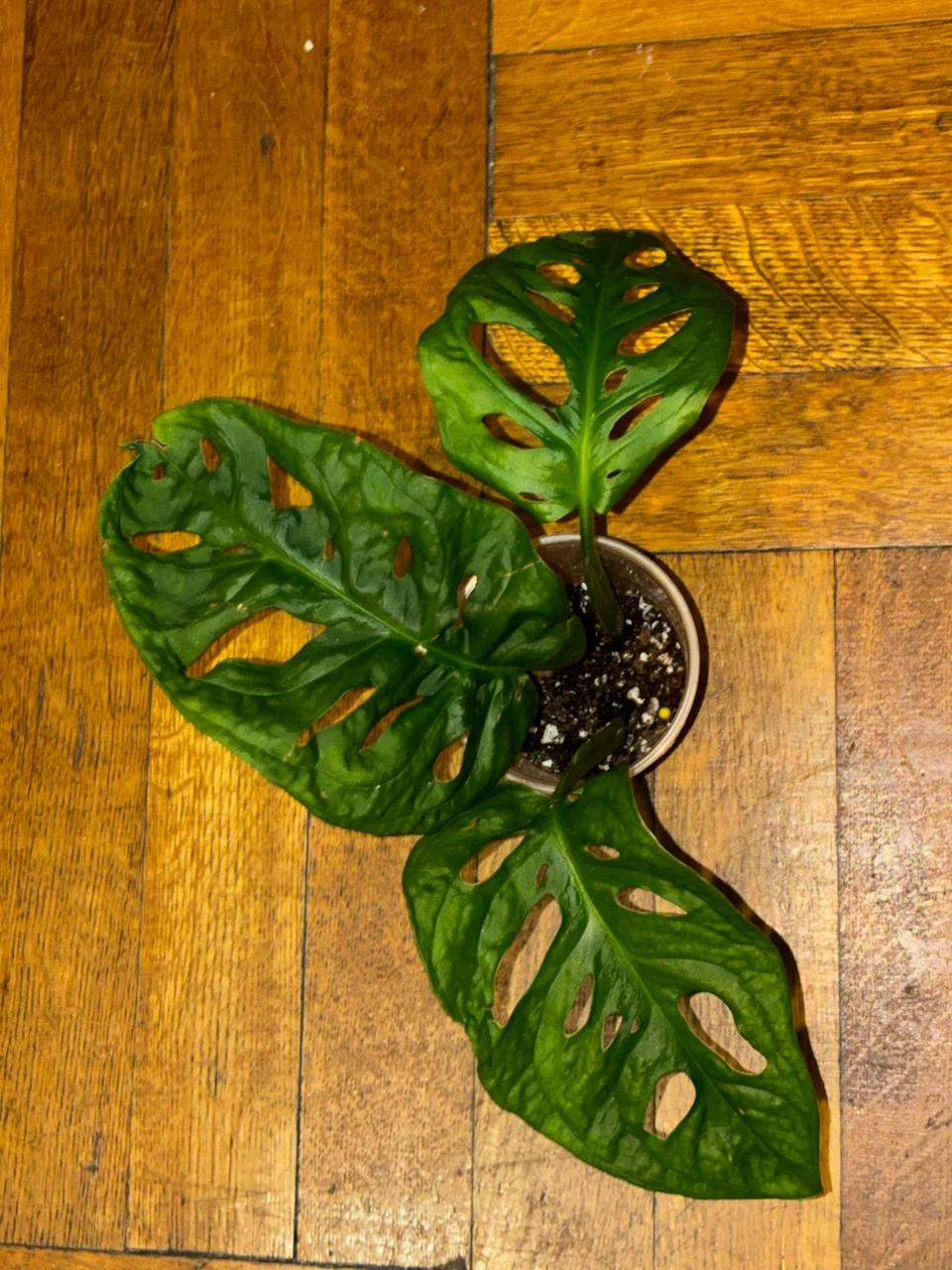 Assorted Indoor Plants - photo 2