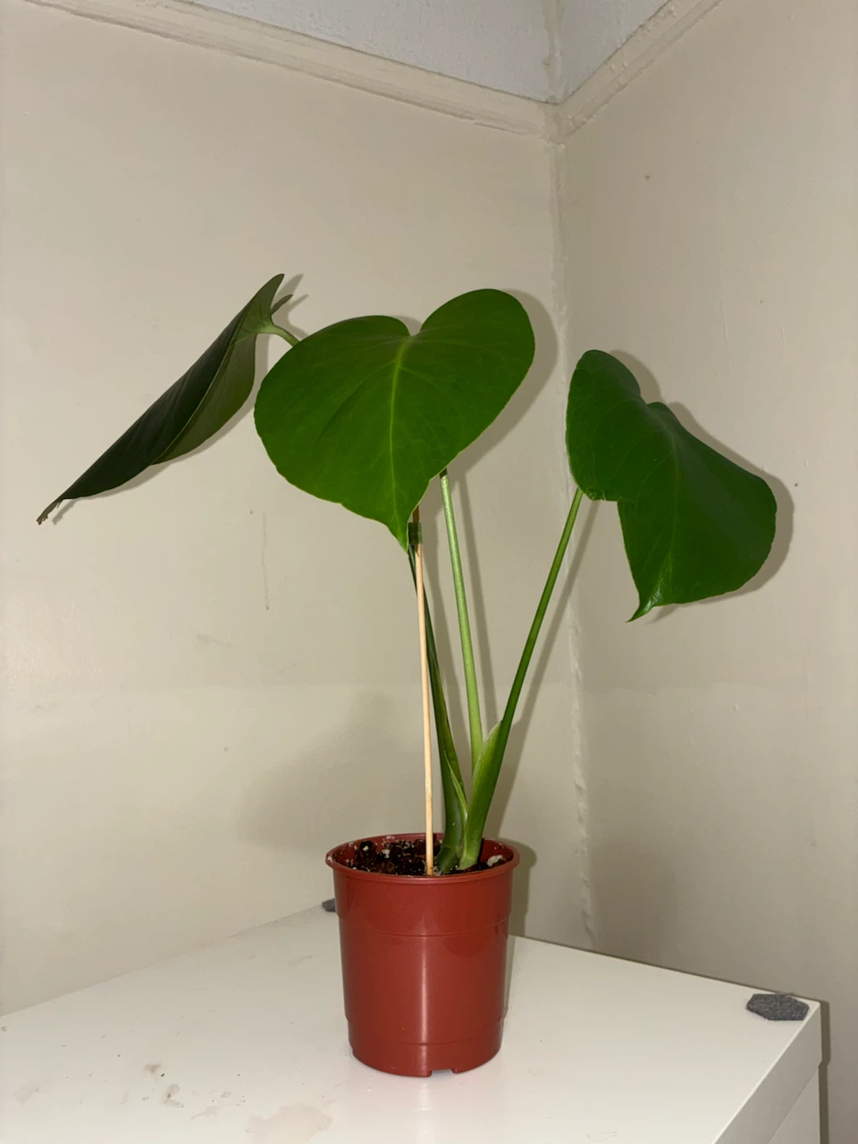 Assorted Indoor Plants - photo 3