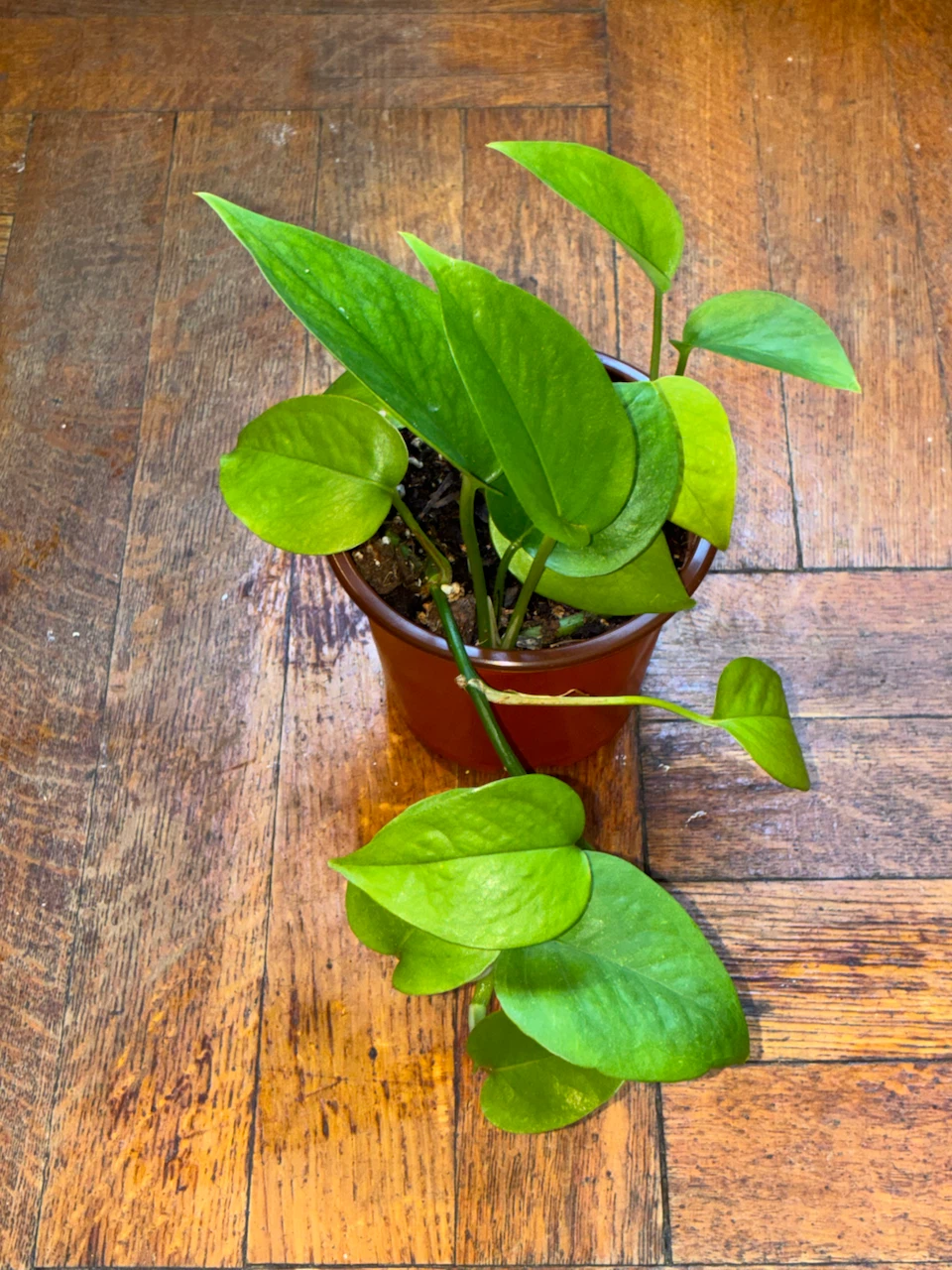 Assorted Indoor Plants - photo 5