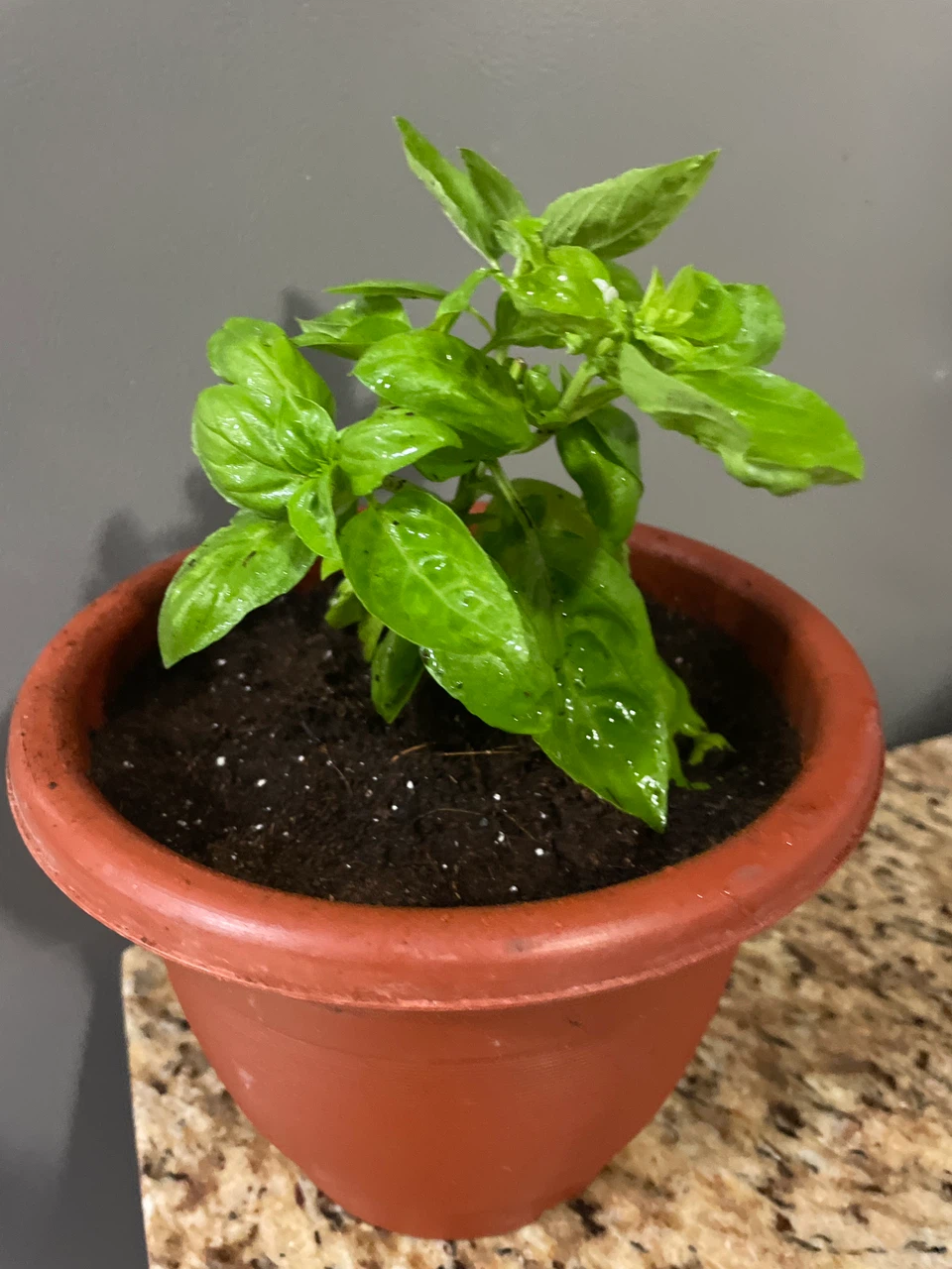 Live Basil Plant in Pot